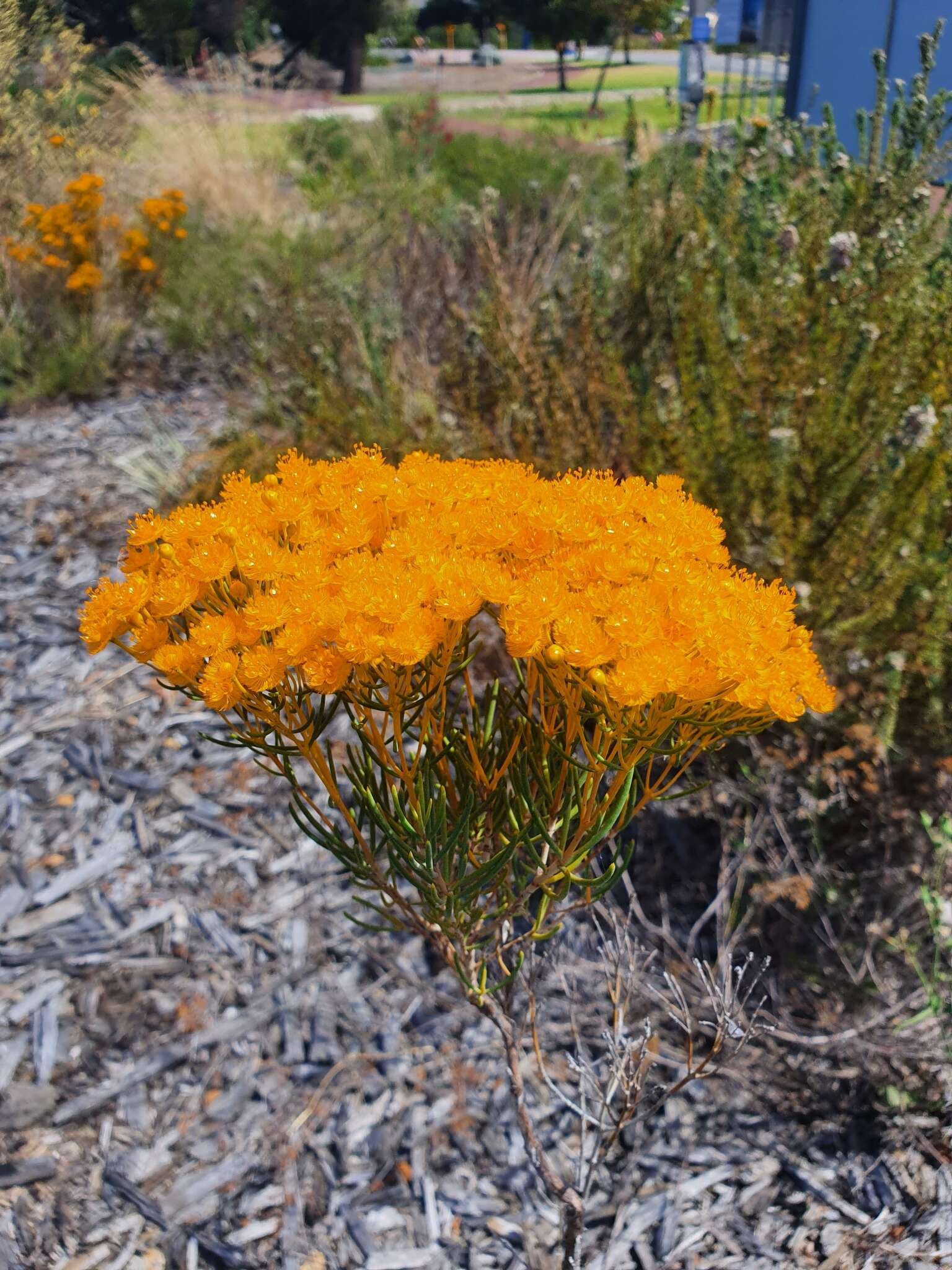 Imagem de Verticordia nitens (Lindley) Schauer