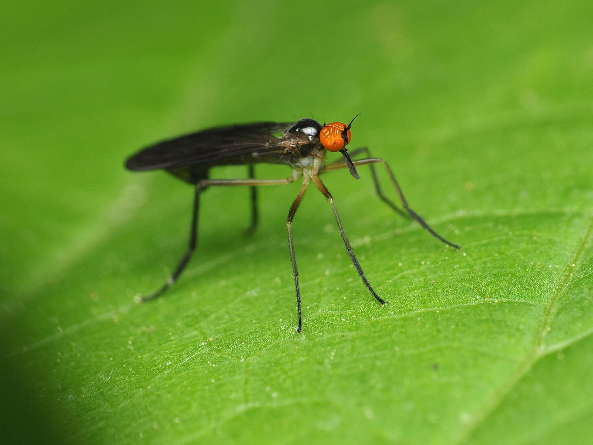 Image of Long-tailed Dance Fly