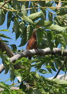 Image of MacKinlay's Cuckoo-Dove