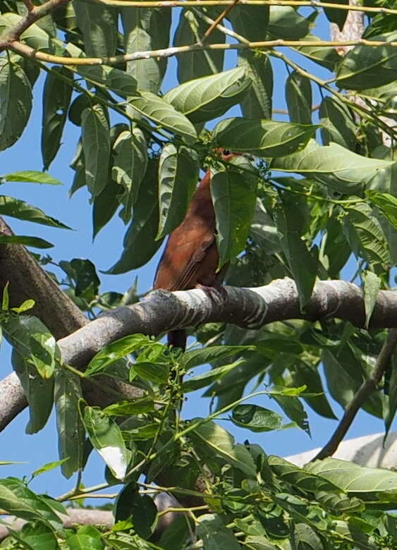 Image of MacKinlay's Cuckoo-Dove