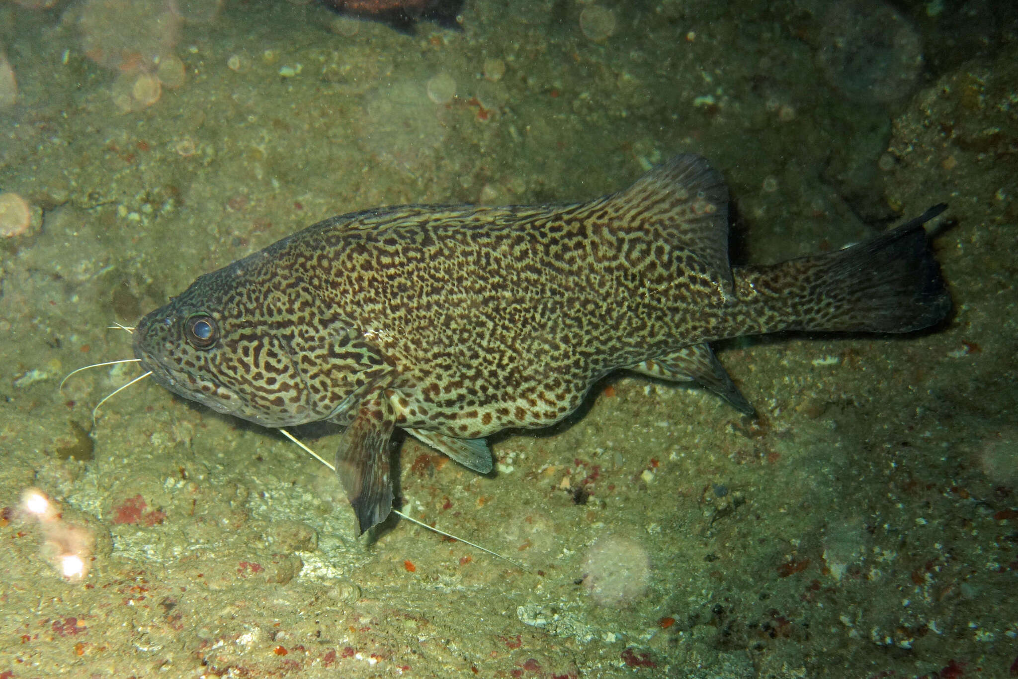 Image of Leopard perch