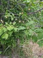 Plancia ëd Prunus brigantina Vill.