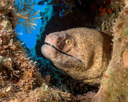 Image of Yellow edged moray