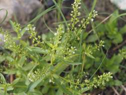 Image of undulate speedwell