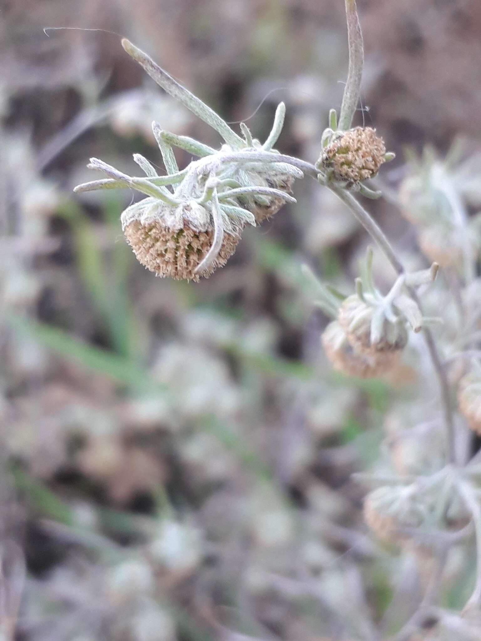 Слика од Artemisia jacutica Drobov