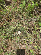 Image of small-leaf squarestem