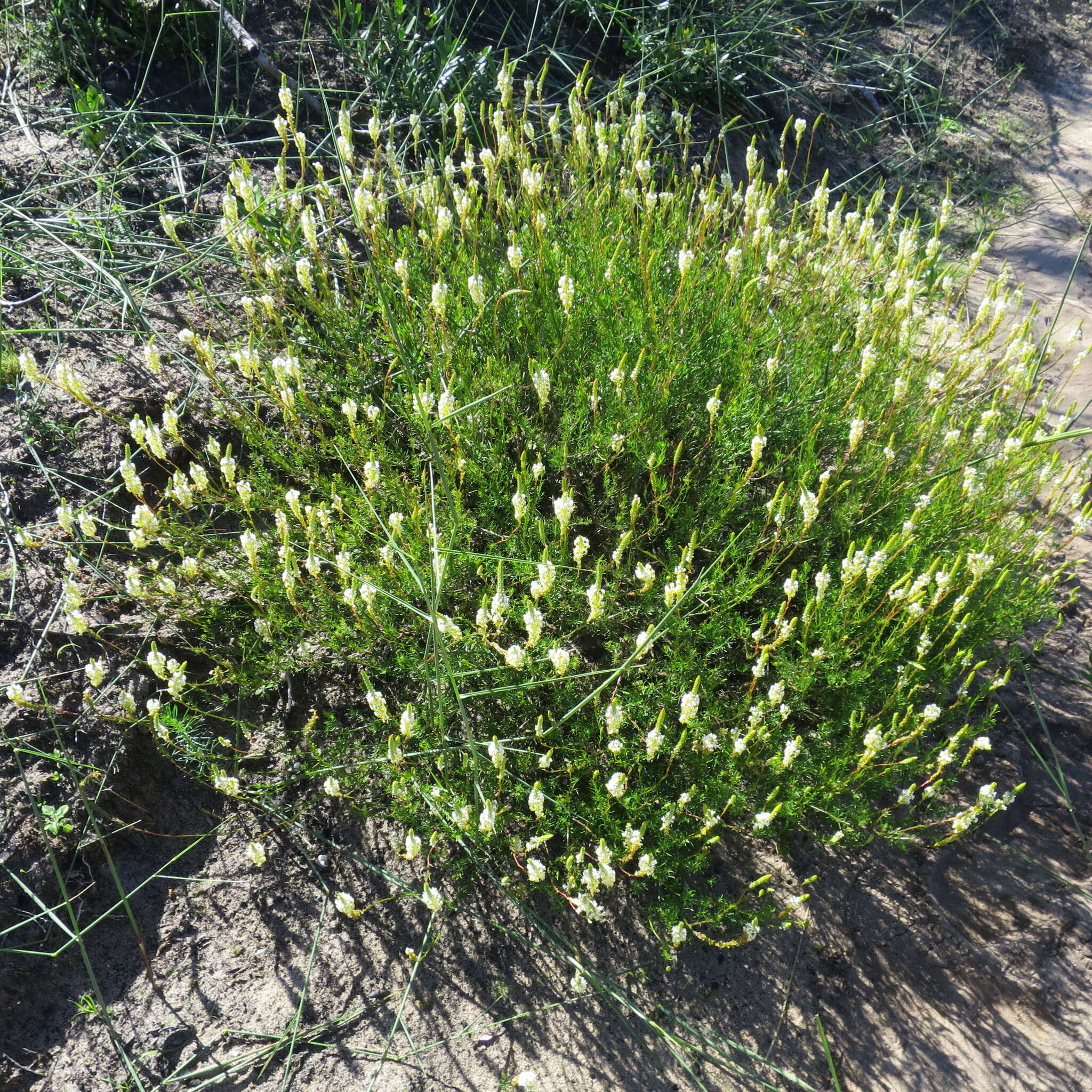 Sivun Hebenstretia integrifolia L. kuva