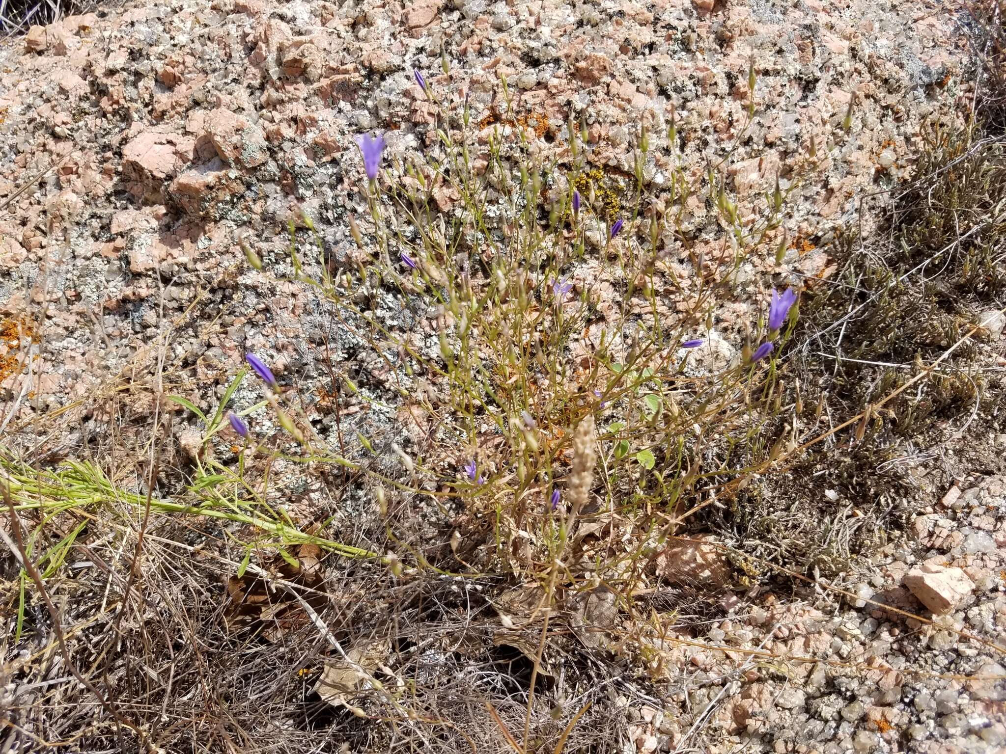 Image of basin bellflower