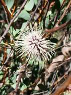 Image de Hakea petiolaris Meissn.