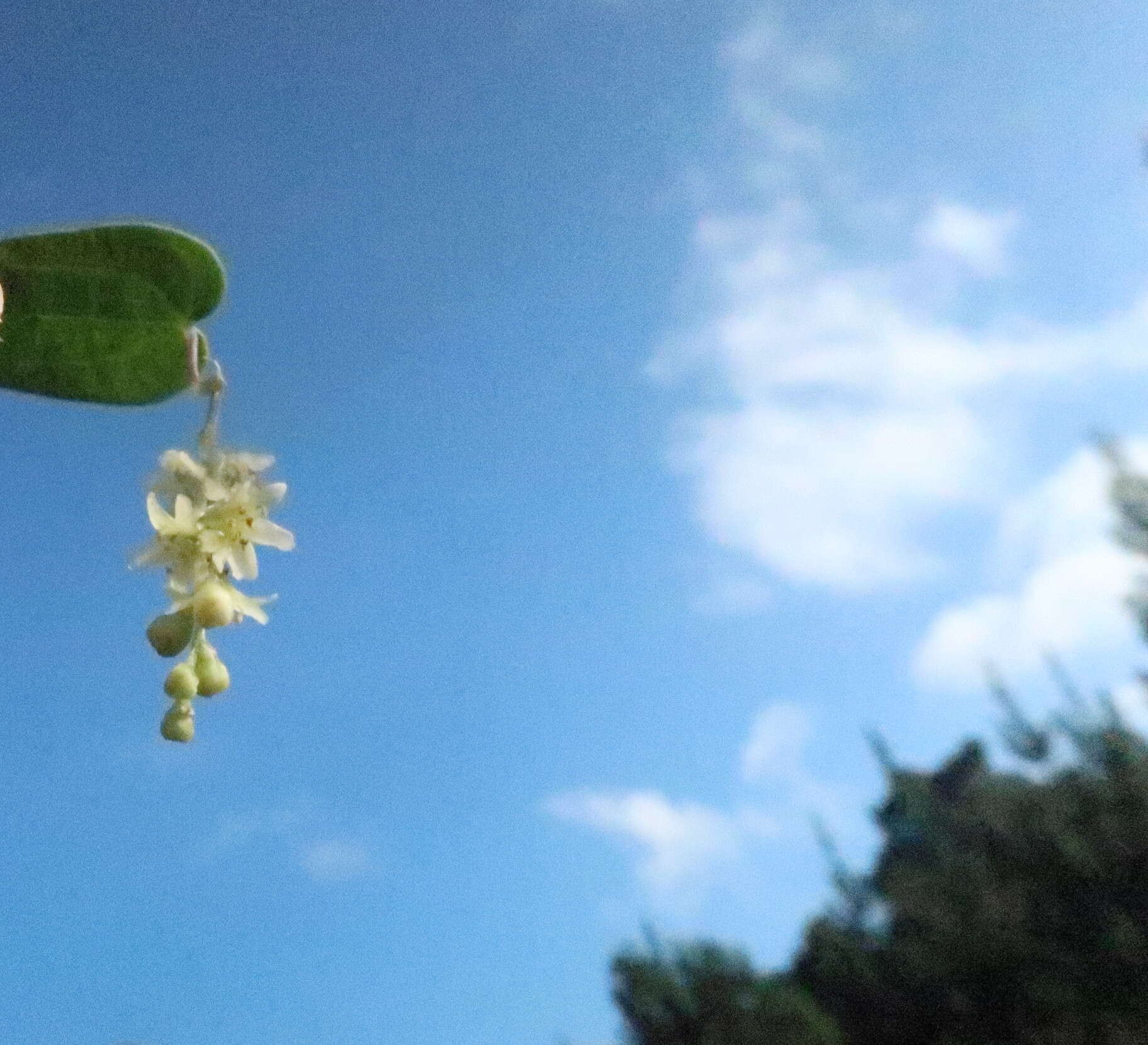 صورة Dioscorea burchellii Baker