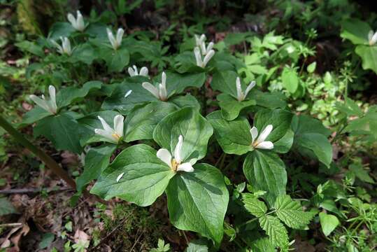 Image of smallflower wakerobin