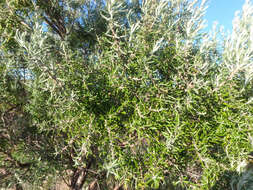 Image de Olearia axillaris (DC.) F. Müll.