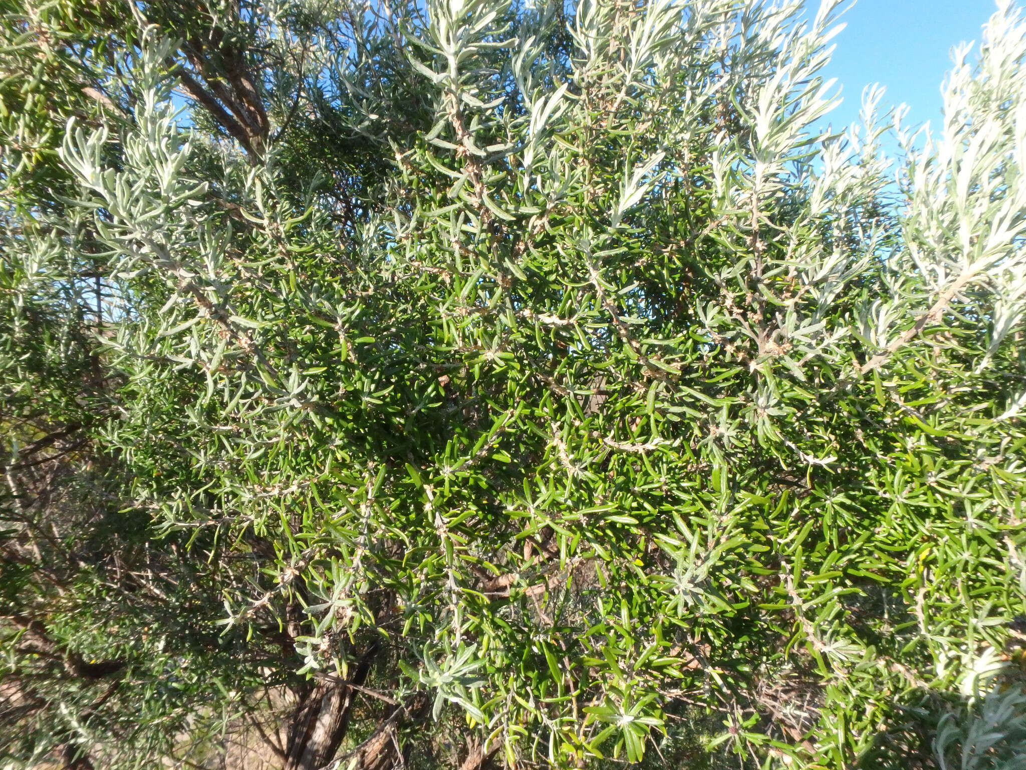 Image de Olearia axillaris (DC.) F. Müll.