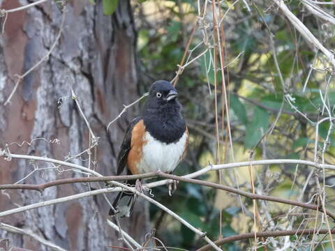 Image de Pipilo erythrophthalmus alleni Coues 1871