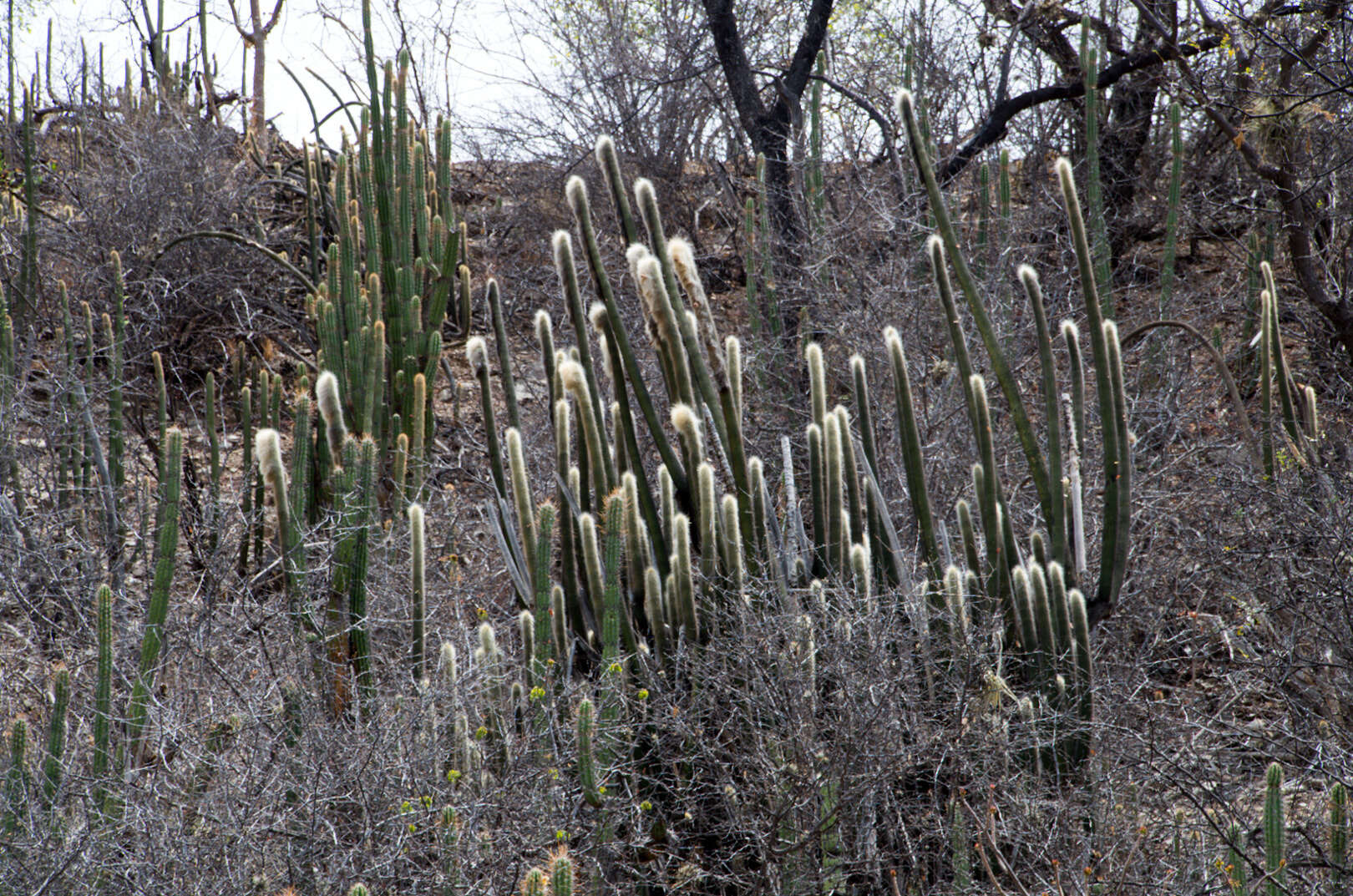 Image of Vatricania guentheri