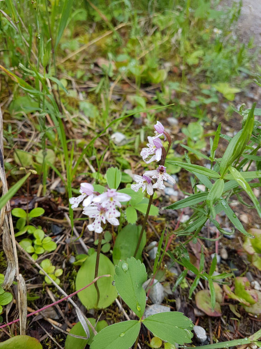 Galearis rotundifolia (Banks ex Pursh) R. M. Bateman resmi