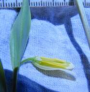 Image of mountain bellwort