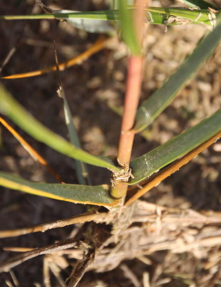 Image of cordgrass