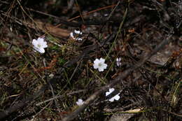 Image of Drosera mannii Cheek