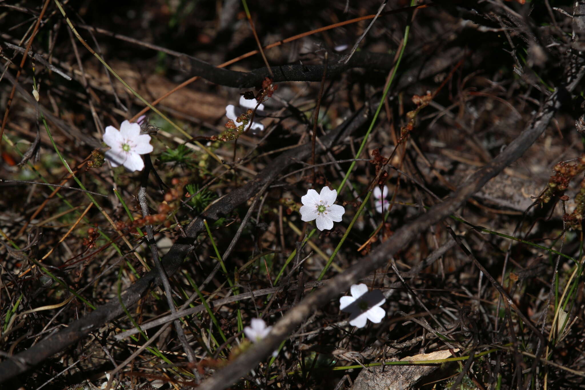 Image of Drosera mannii Cheek