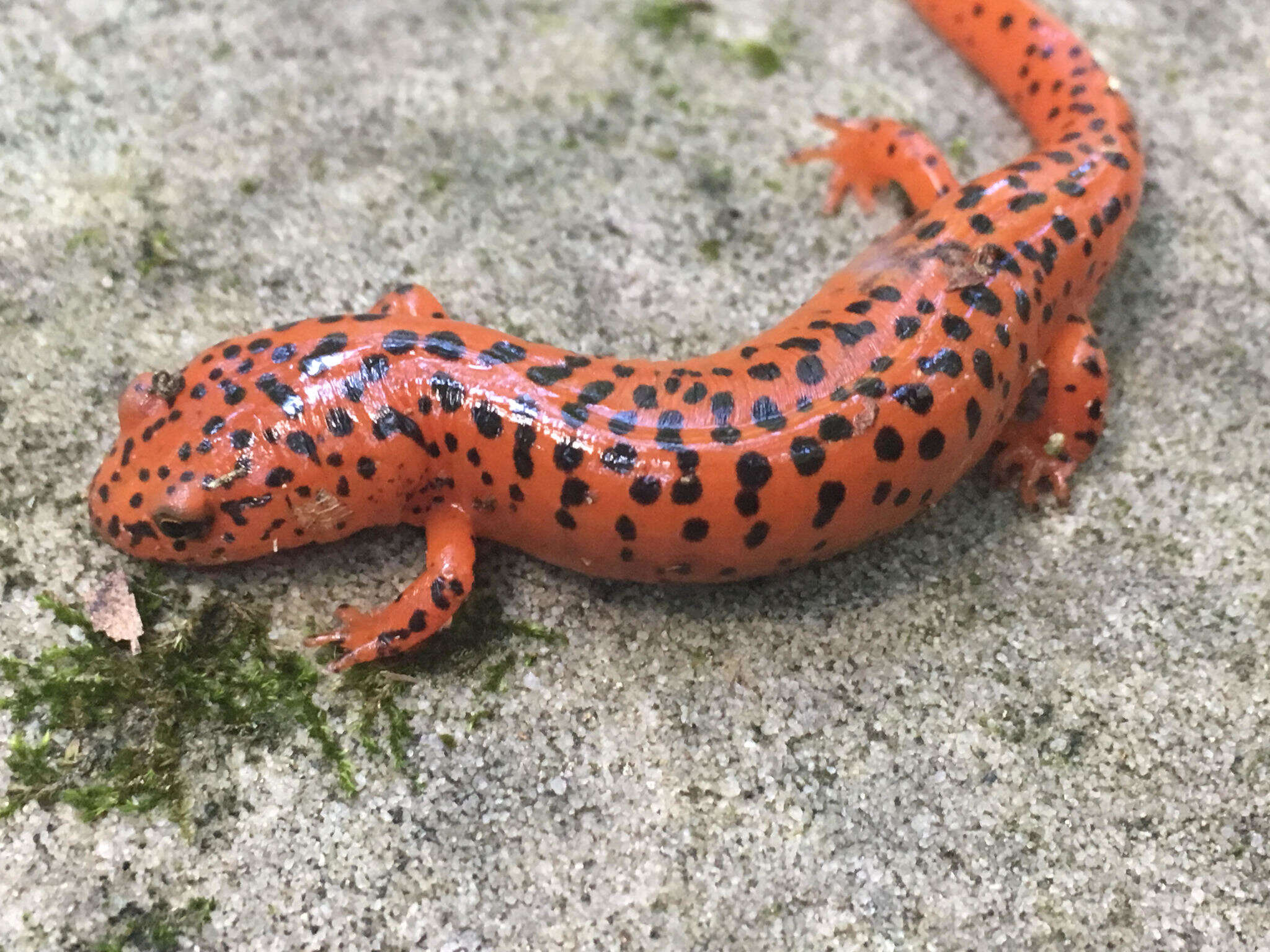 Image of Red Salamander