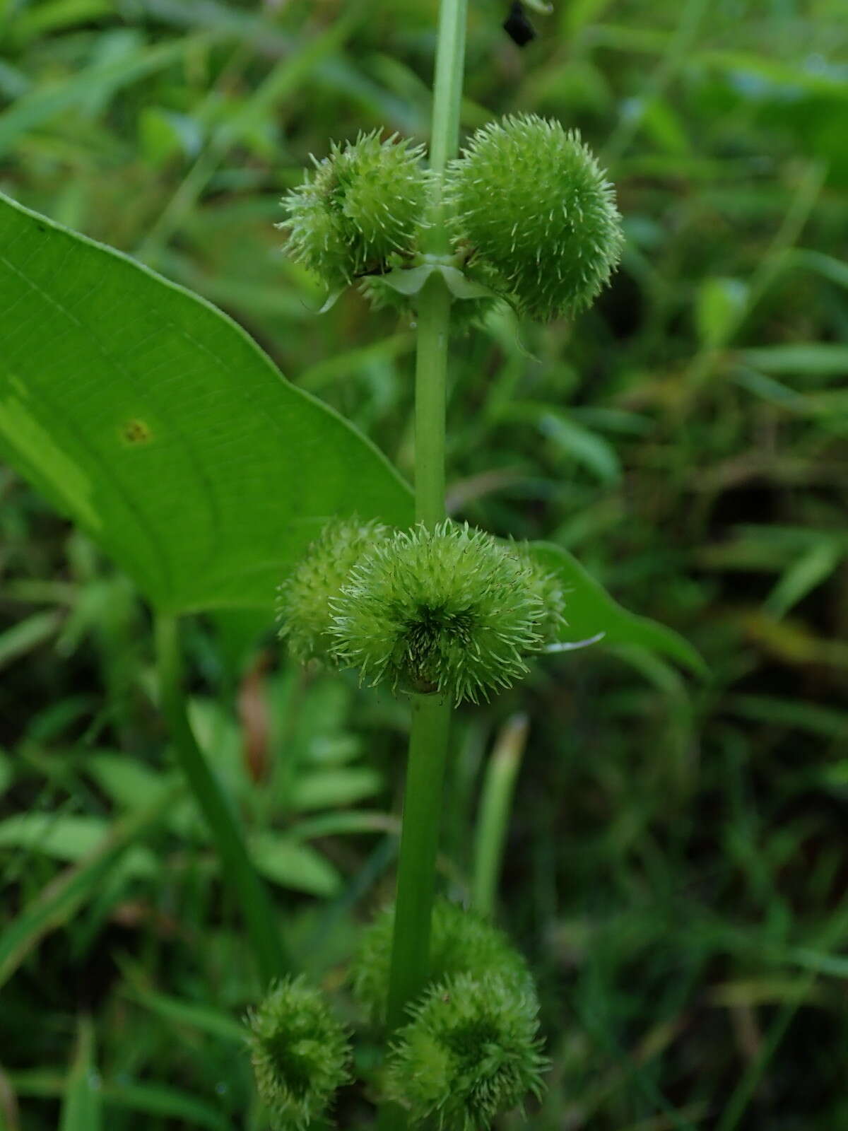 Imagem de Sagittaria australis (J. G. Sm.) Small