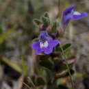 Image of Mexican skullcap
