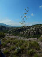 Sivun Agave isthmensis A. García-Mend. & F. Palma kuva