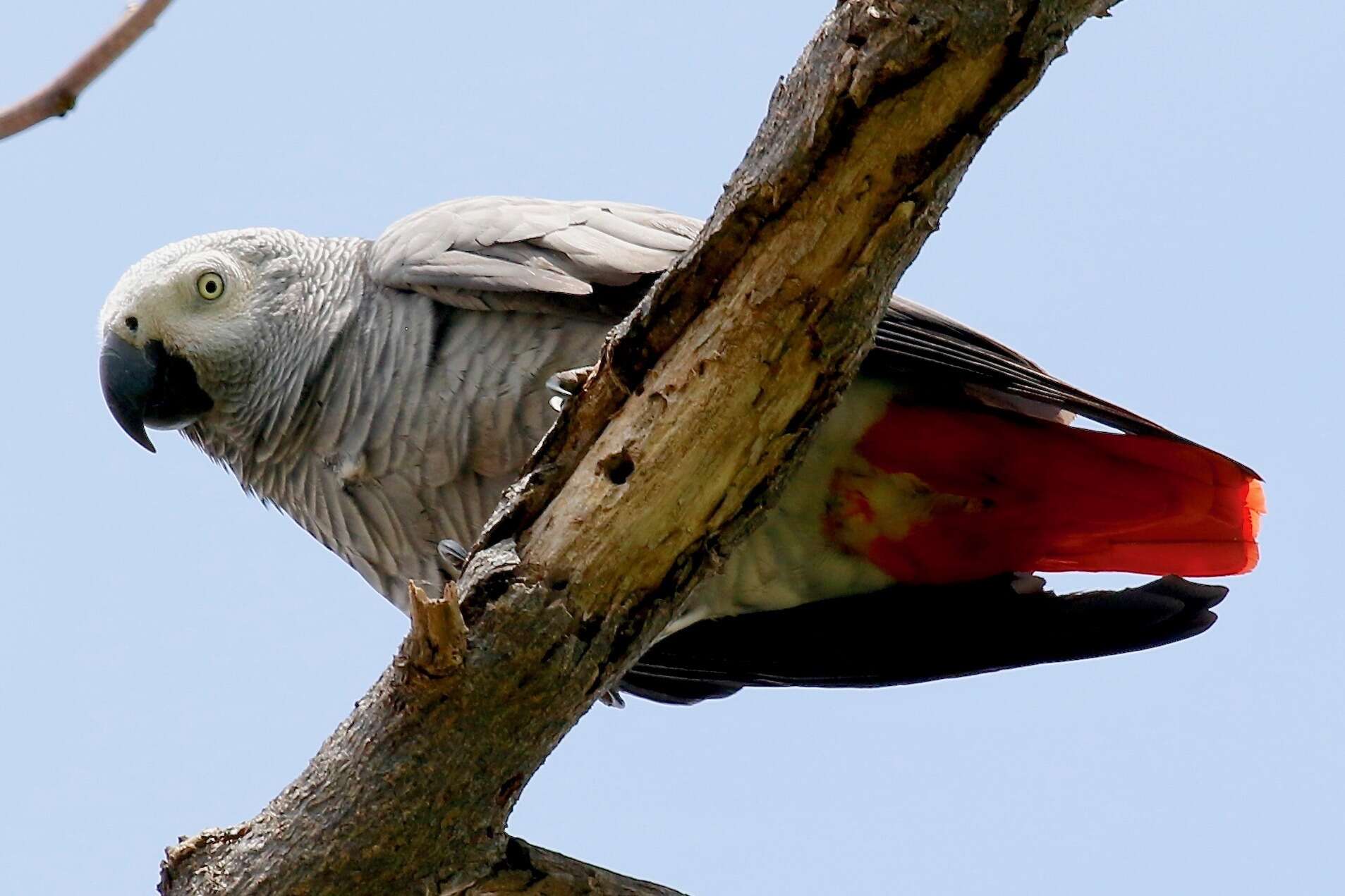 Image de Psittacus Linnaeus 1758