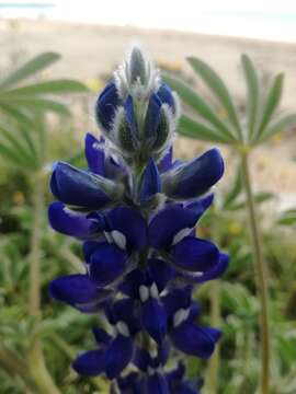 Image of Lupinus cosentinii Guss.