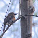 Image of Malacoptila striata minor Sassi 1911