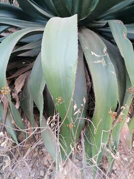 Sivun Agave atrovirens var. atrovirens kuva