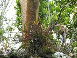 Image of Tillandsia flavobracteata Matuda