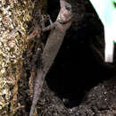 Image of Bay Islands Forest Lizard