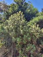 Image de Olearia albida Hook. fil.