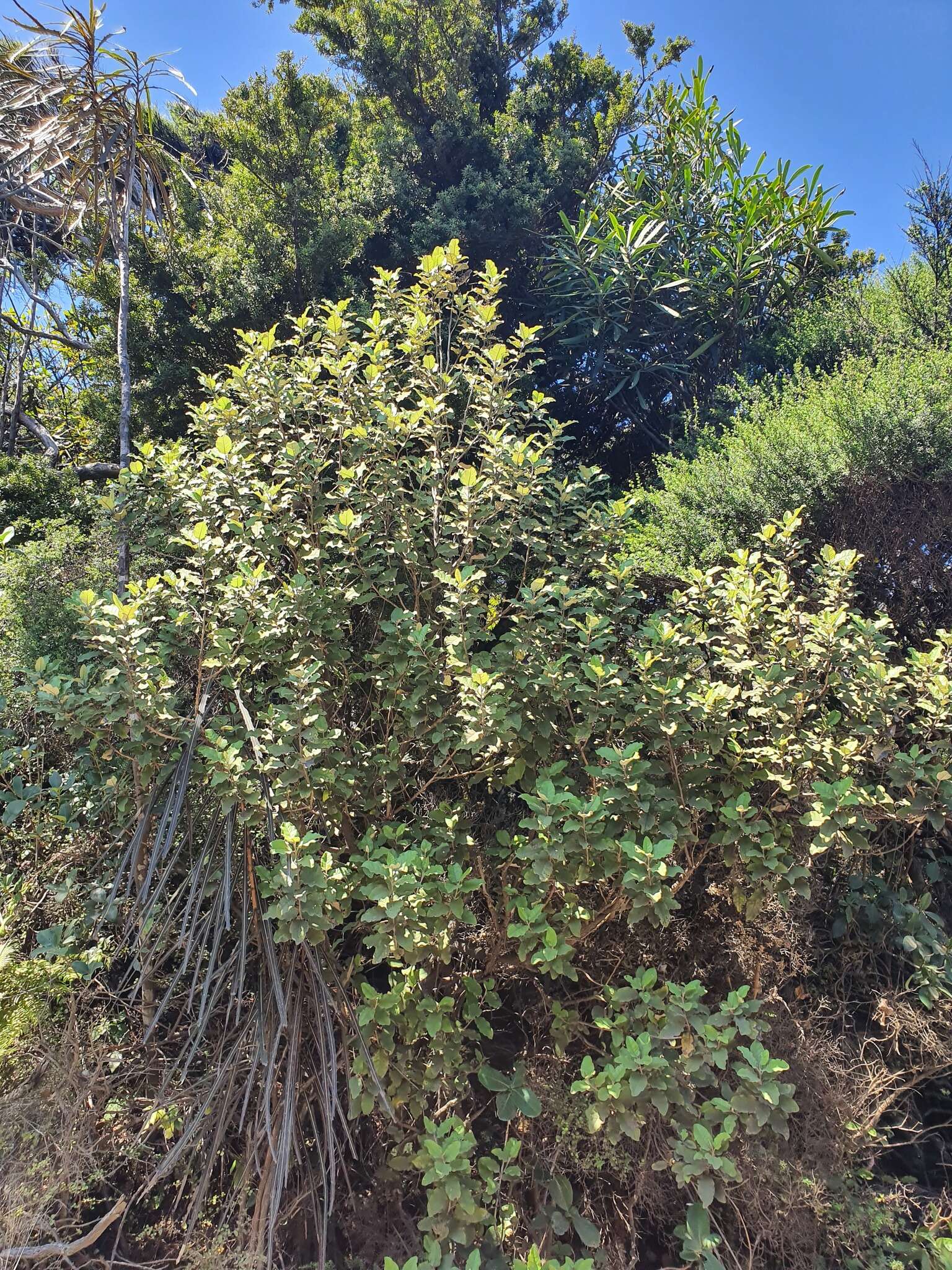 Image de Olearia albida Hook. fil.