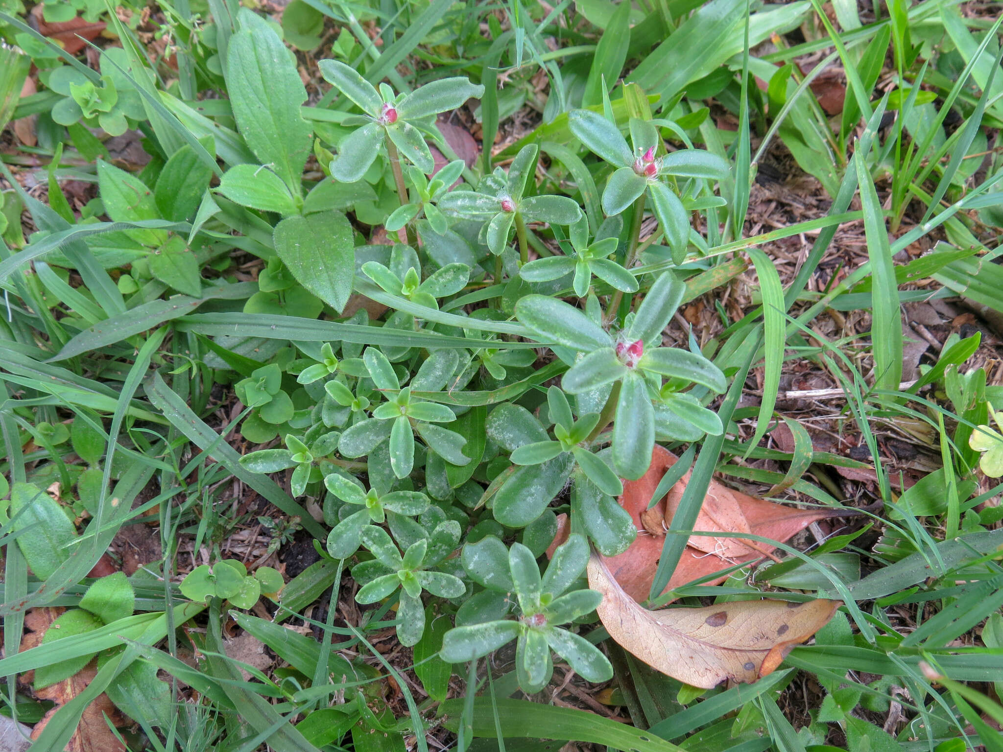 Image of Portulaca cryptopetala Speg.