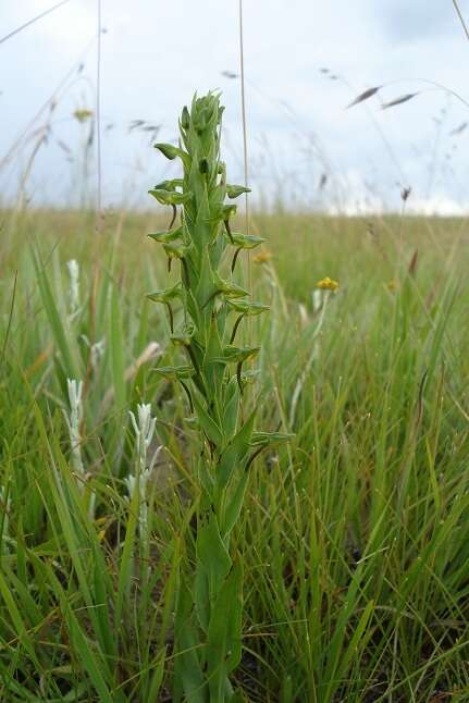 Image of Habenaria anguiceps Bolus