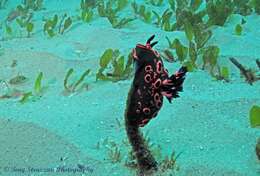 Image de Nembrotha rosannulata Pola, Cervera & Gosliner 2008