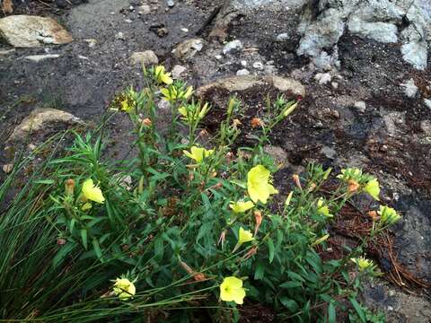 Oenothera elata Kunth的圖片