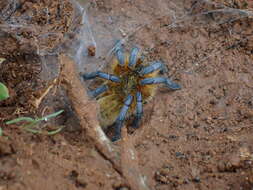 Image of Harpactira pulchripes Pocock 1901