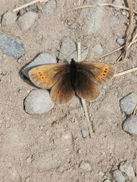 Image of Lesser Mountain Ringlet