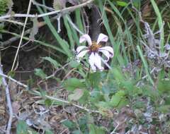 Image of Mutisia spinosa Ruiz & Pav.