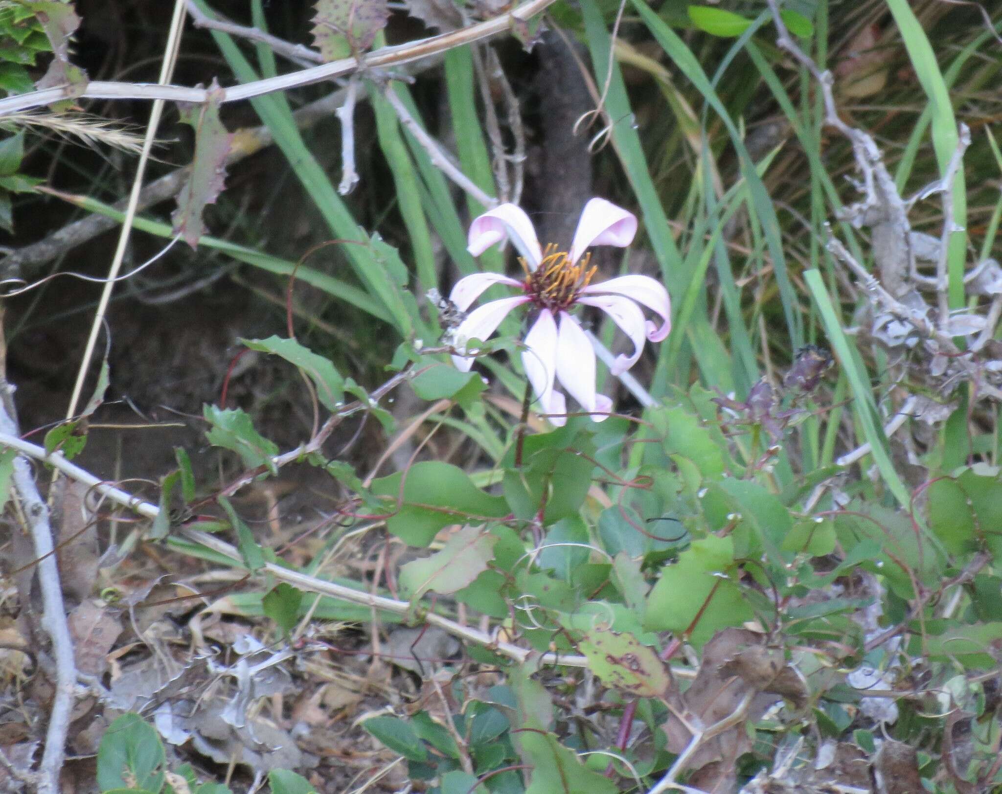 Image de Mutisia spinosa Ruiz & Pav.