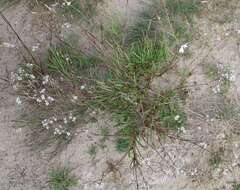 Слика од Gypsophila fastigiata L.