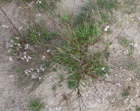 Image of Gypsophila fastigiata L.