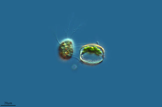 Image of <i>Nuclearia simplex</i>