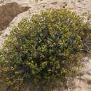 Image of Euphorbia hierosolymitana var. ramanensis (Baum) Zohary