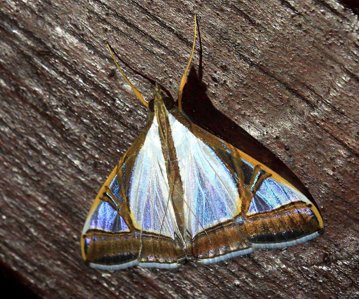 Слика од Agrioglypta eurytusalis Walker 1859