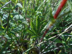 Слика од Potentilla pedata Willd.